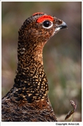 Red-Grouse-1
